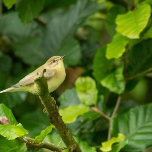 Redwell   August 2016   D3s (23 Of 69).jpg